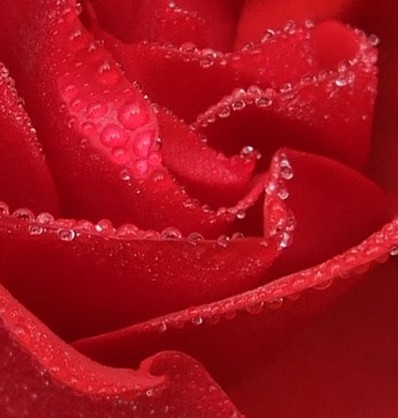 perfect velvety red rose.