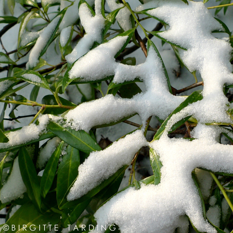 plant with snow